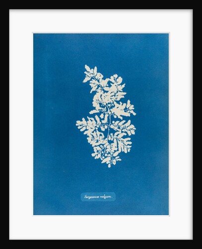 Sargassum vulgare by Anna Atkins