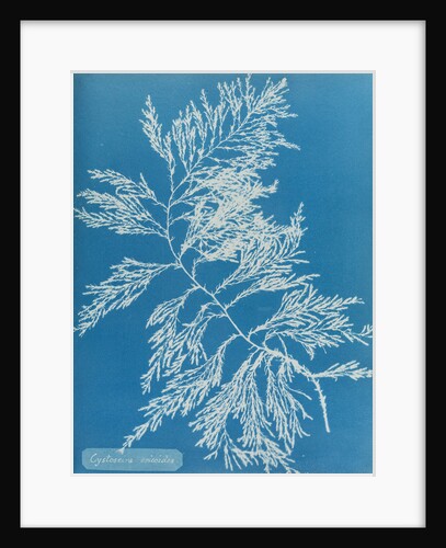 Rainbow bladderweed by Anna Atkins