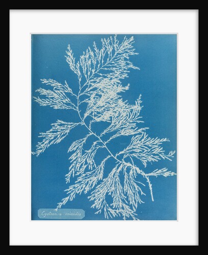 Rainbow bladderweed by Anna Atkins