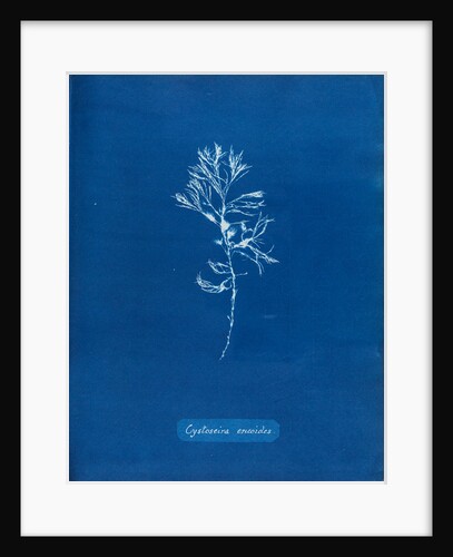 Rainbow bladderweed by Anna Atkins