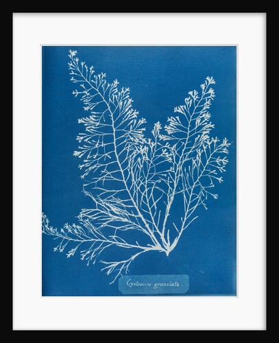 Cystoseira granulata by Anna Atkins