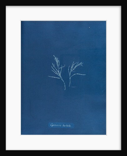 Cystoseira barbata by Anna Atkins