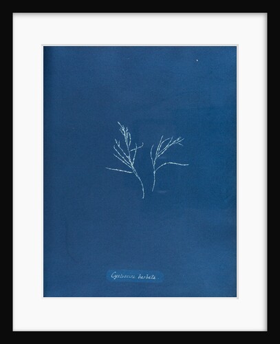 Cystoseira barbata by Anna Atkins