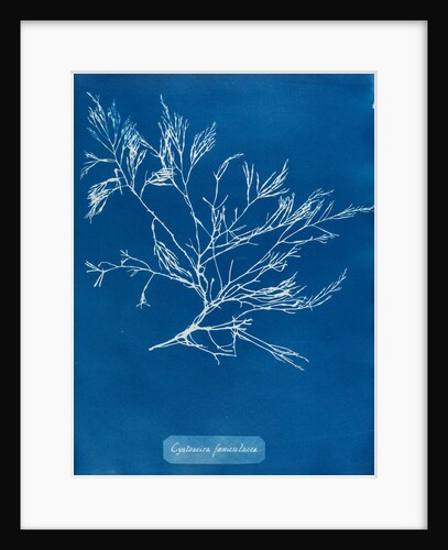 Cystoseira faeniculacea by Anna Atkins