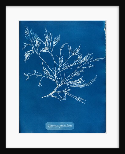 Cystoseira faeniculacea by Anna Atkins