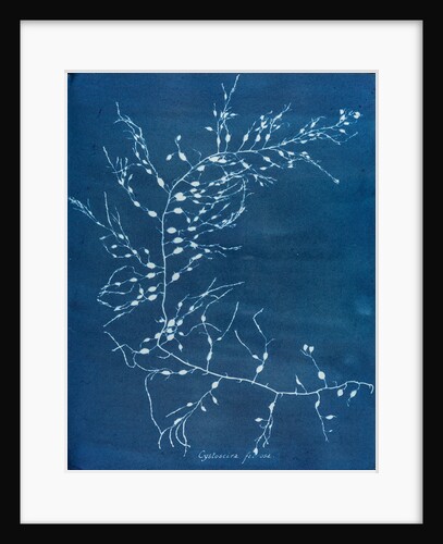 Cystoseira fzurosa by Anna Atkins