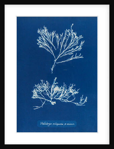 Sea oak by Anna Atkins