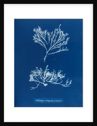 Sea oak by Anna Atkins