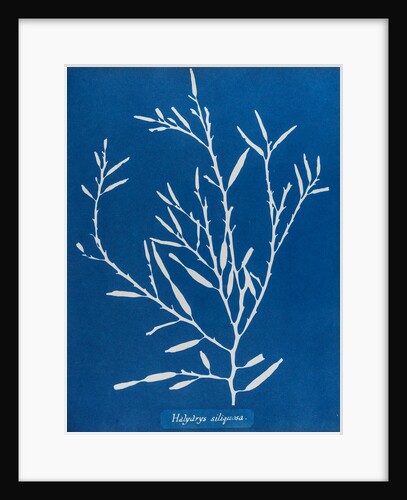 Sea oak by Anna Atkins