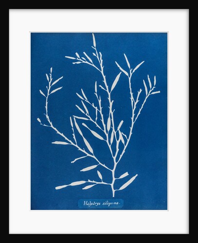 Sea oak by Anna Atkins