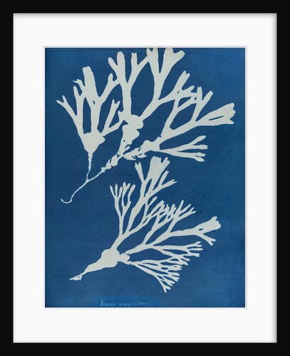 Fucus vesiculosus by Anna Atkins