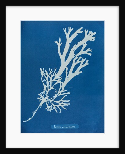 Horned wrack by Anna Atkins