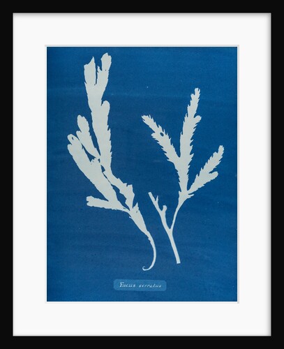 Toothed wrack by Anna Atkins