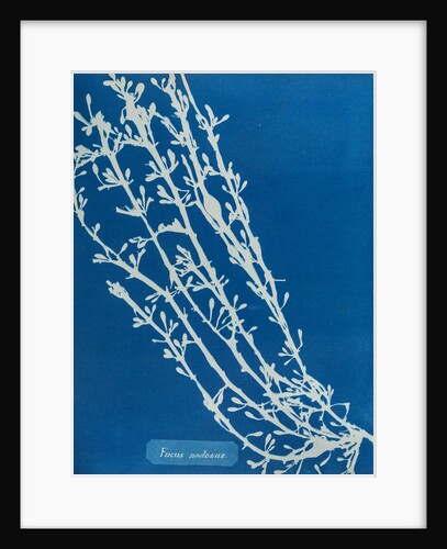 Fucus nodosus by Anna Atkins