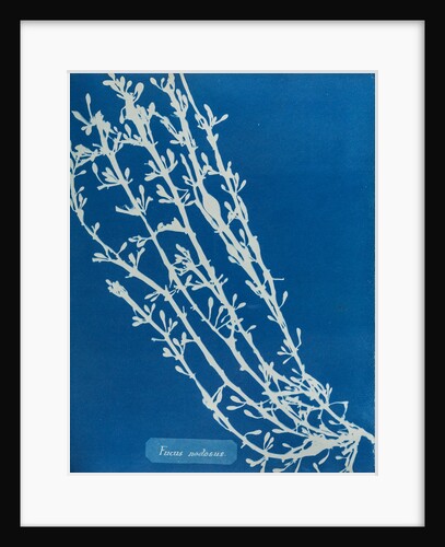 Fucus nodosus by Anna Atkins