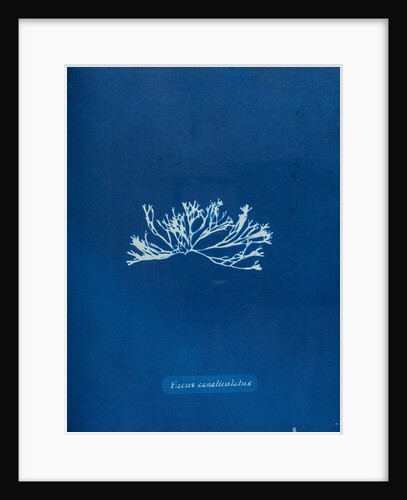 Fucus canaliculatus by Anna Atkins