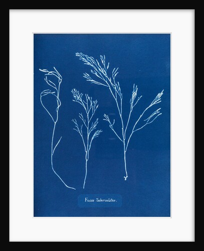 Fucus tuberculatus by Anna Atkins