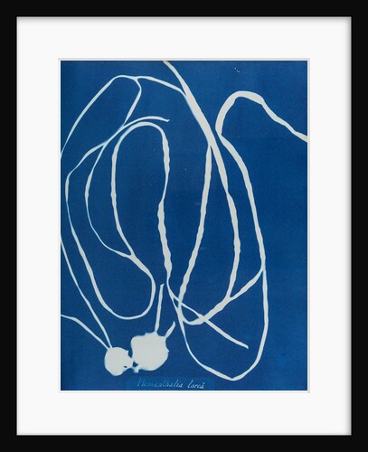 Himanthalia lorea by Anna Atkins