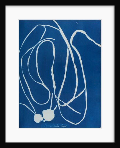 Himanthalia lorea by Anna Atkins