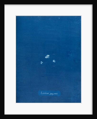 Lichina pygmaea by Anna Atkins