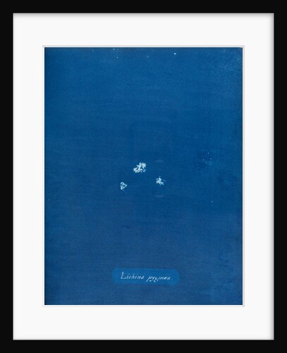 Lichina pygmaea by Anna Atkins
