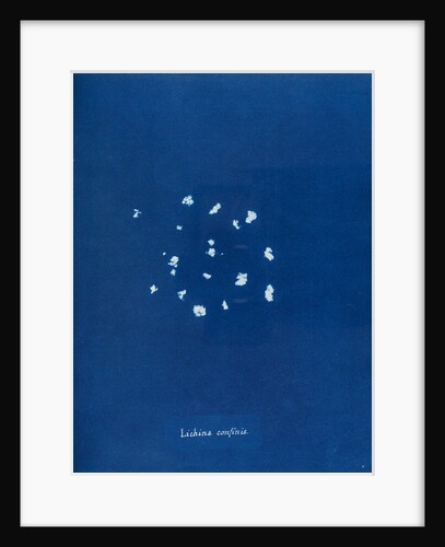 Black lichen by Anna Atkins