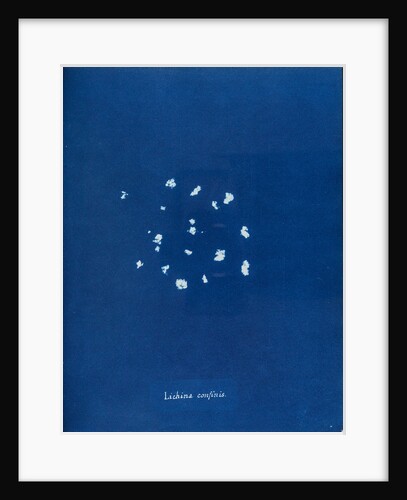 Black lichen by Anna Atkins