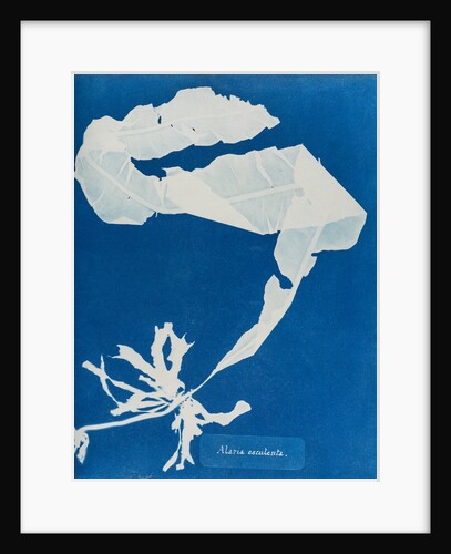 Dabberlocks by Anna Atkins