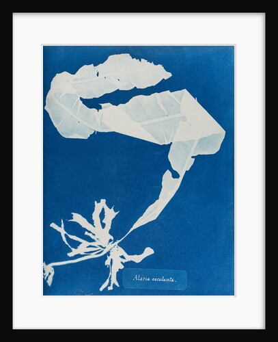 Dabberlocks by Anna Atkins