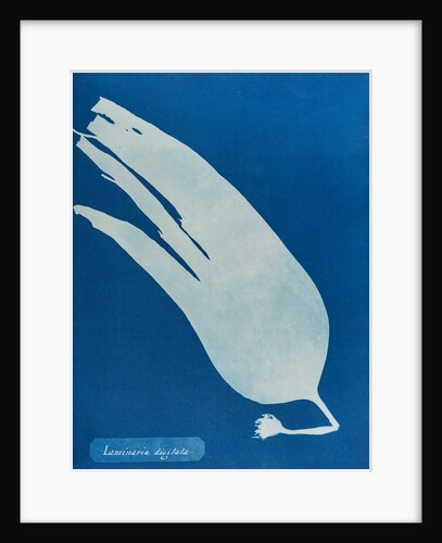 Oarweed by Anna Atkins