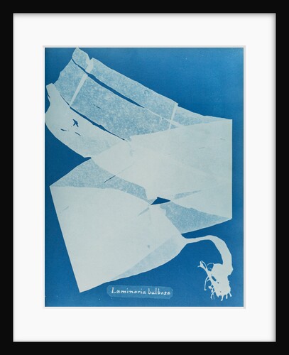 Kelp by Anna Atkins