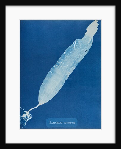 Sea belt by Anna Atkins