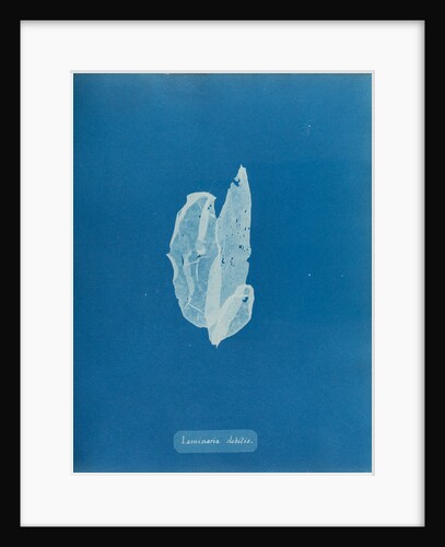 Laminaria debilis by Anna Atkins