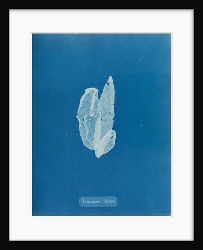 Laminaria debilis by Anna Atkins