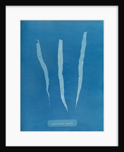 Laminaria fascia by Anna Atkins
