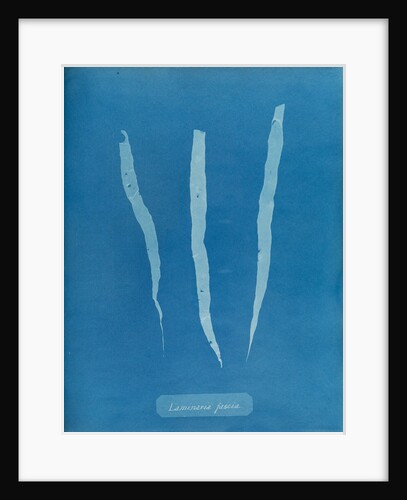 Laminaria fascia by Anna Atkins