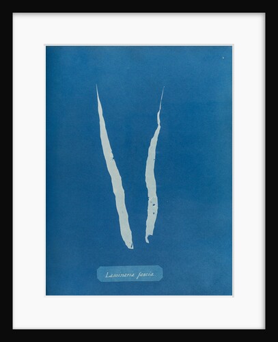 Laminaria fascia by Anna Atkins