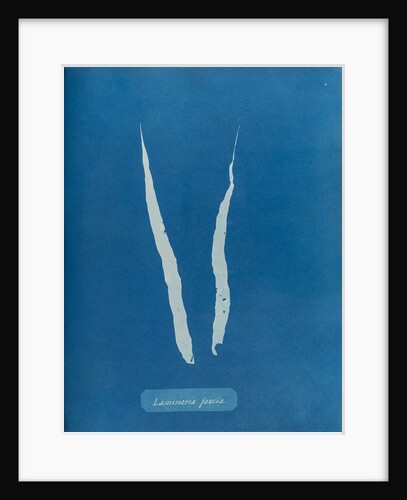 Laminaria fascia by Anna Atkins