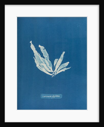 Laminaria phyllitis by Anna Atkins