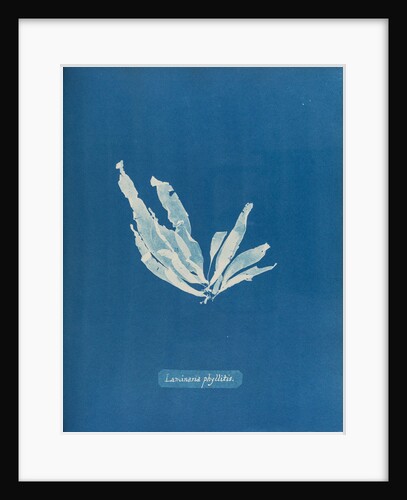 Laminaria phyllitis by Anna Atkins
