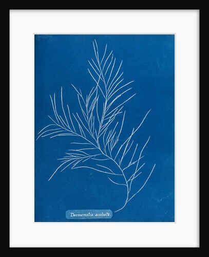 Sea sorrel by Anna Atkins