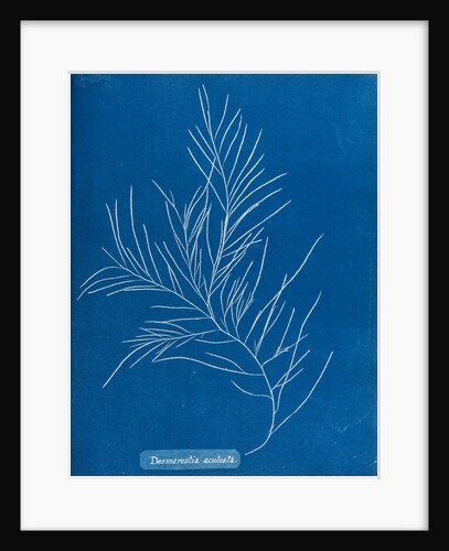 Sea sorrel by Anna Atkins