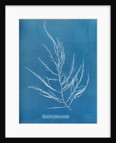 Sea sorrel by Anna Atkins