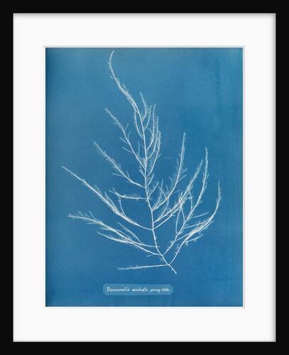 Sea sorrel by Anna Atkins