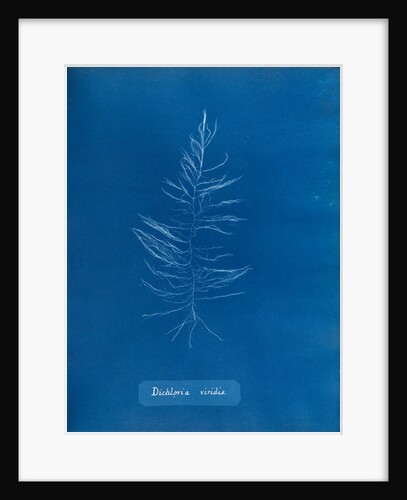 Sea sorrel by Anna Atkins
