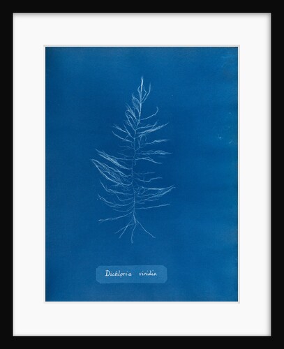 Sea sorrel by Anna Atkins