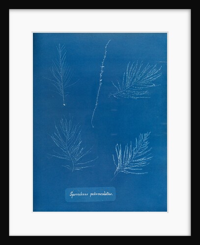 Sporochnus peduncultus by Anna Atkins