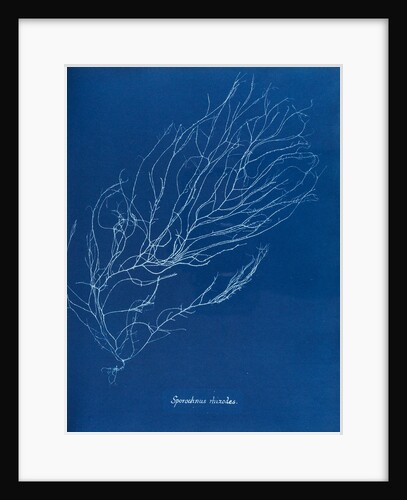 Sporochnus rhizodes by Anna Atkins
