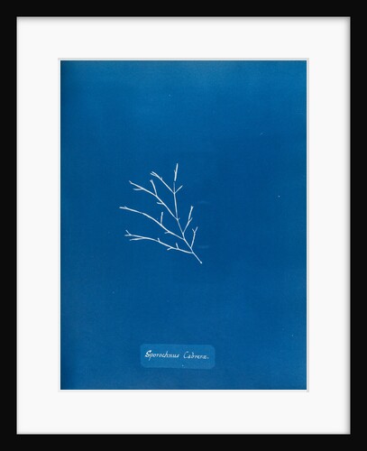 Sporochnus cabrera by Anna Atkins