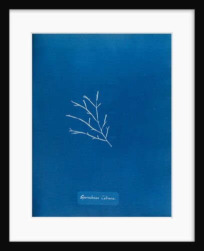 Sporochnus cabrera by Anna Atkins